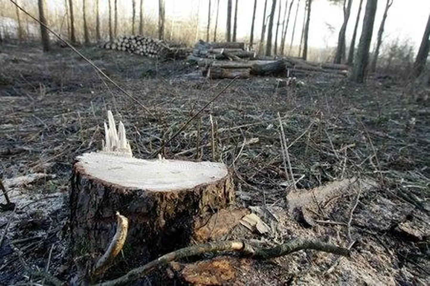 Metsavargad kasutasid sobivat aega ja käisid krattimas ühel Vinni vallas asuval erakinnistul. Foto on illustratiivne.