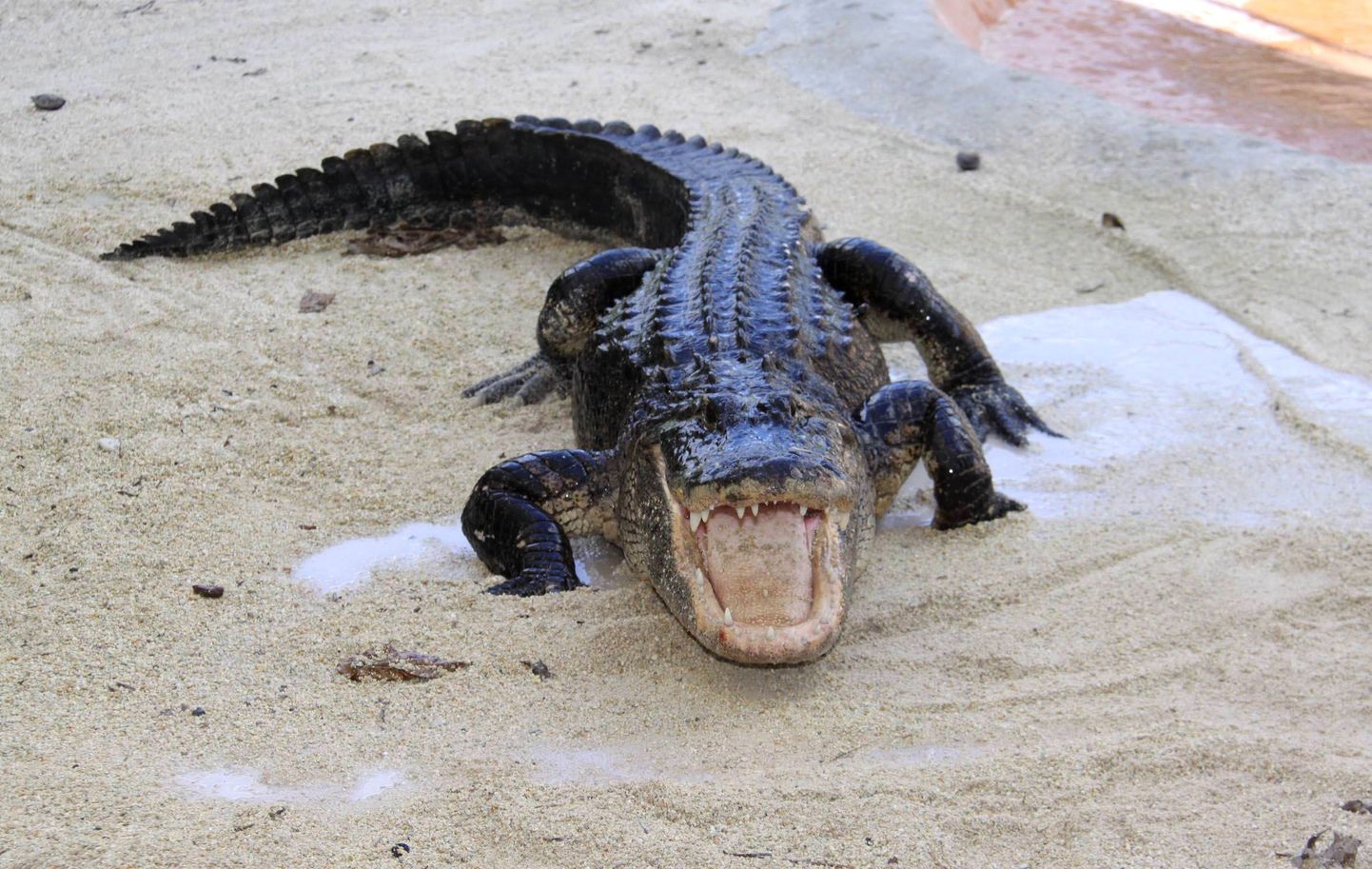 Alligaator