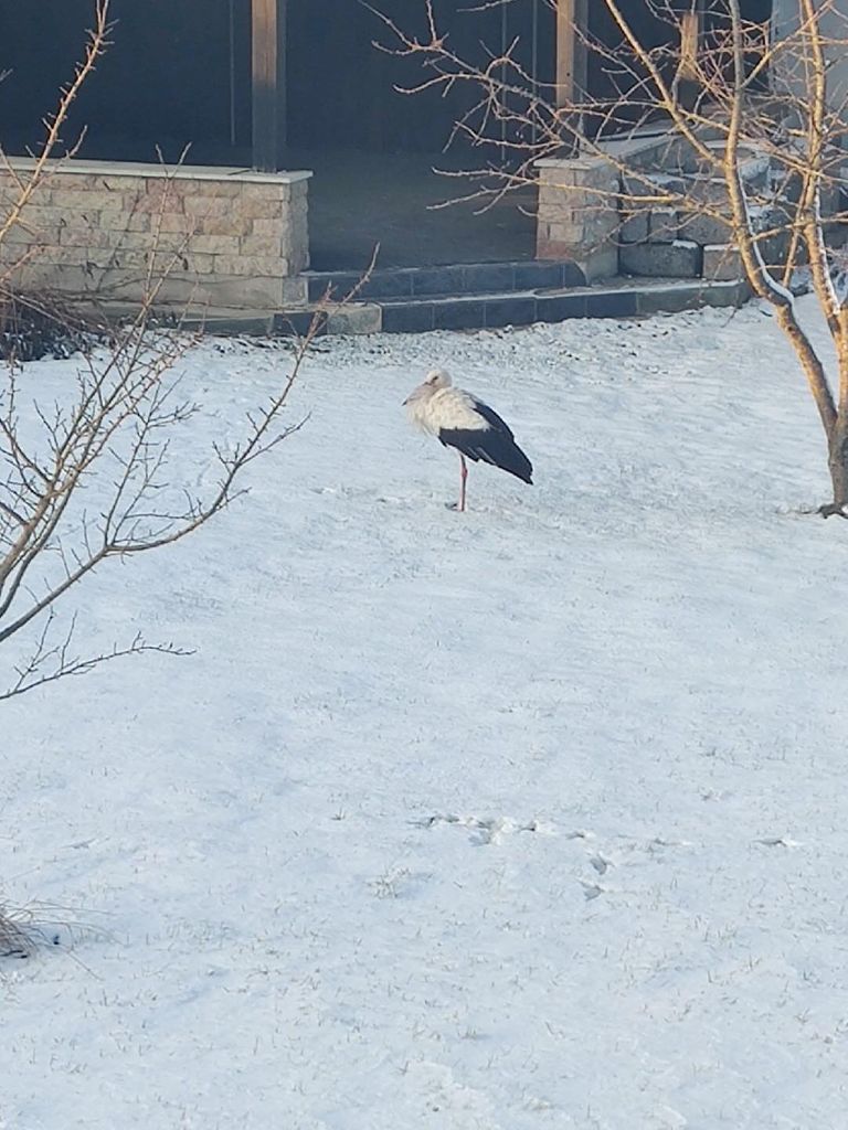 Lume taustal oli lindu väga raske eristada.