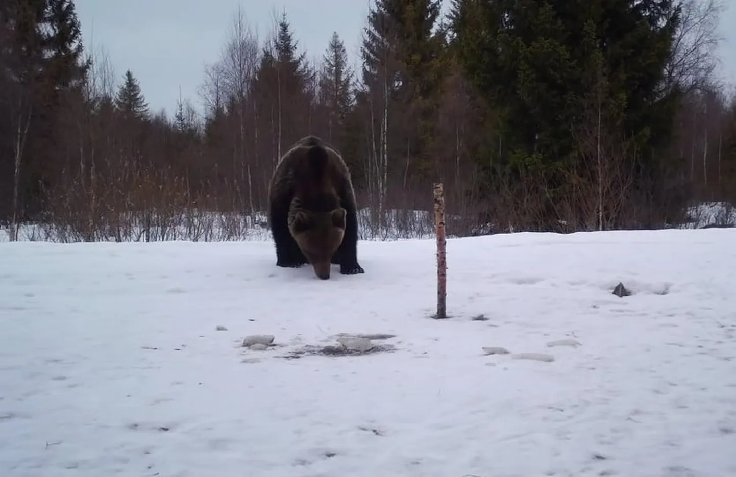 Esmaspäeval jalutas Lõõla jahimeeste rajakaamera eest suur isakaru, eile lippas kaamerate ees juba haruldaselt suur karupere.