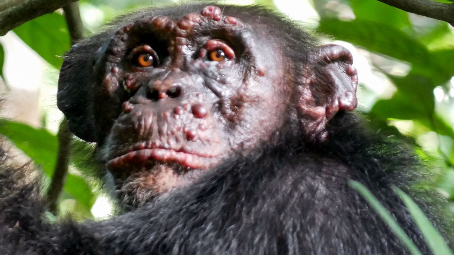 Leeprasse nakatunud šimpans.