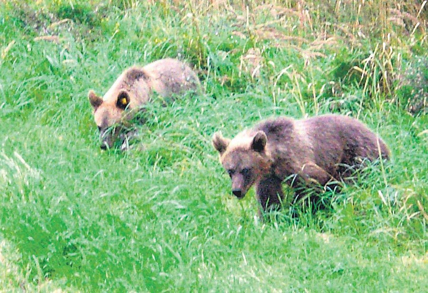 Talveunest ärganud kaks noort karu on taas kolinud Tartu—Viljandi maantee äärde
