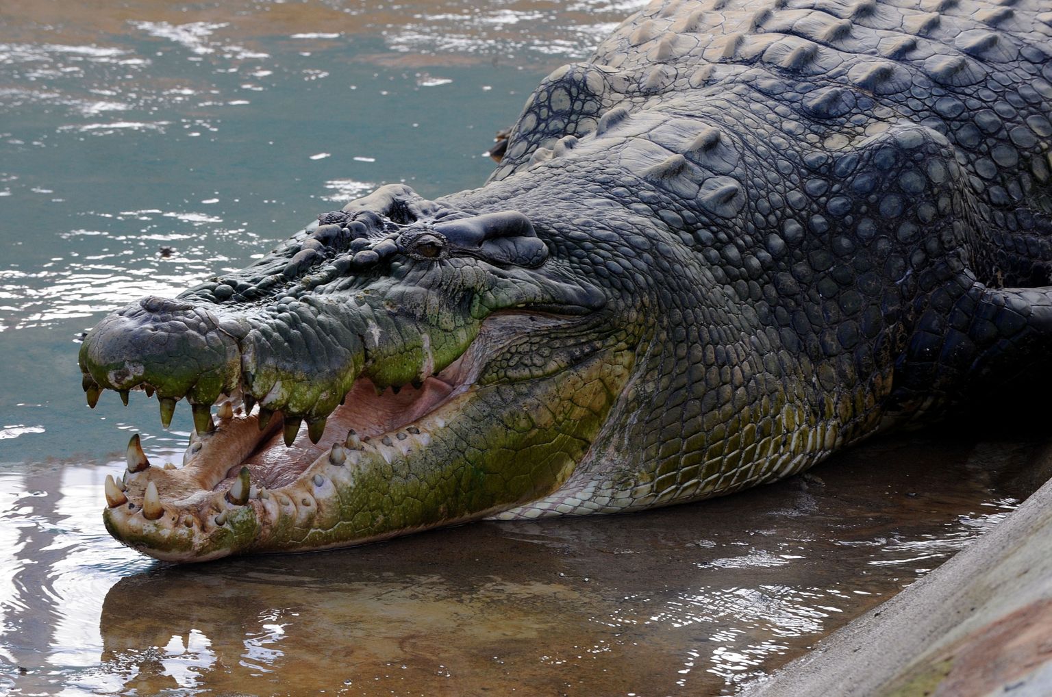 6,4 meetri pikkune krokodill Lolong
