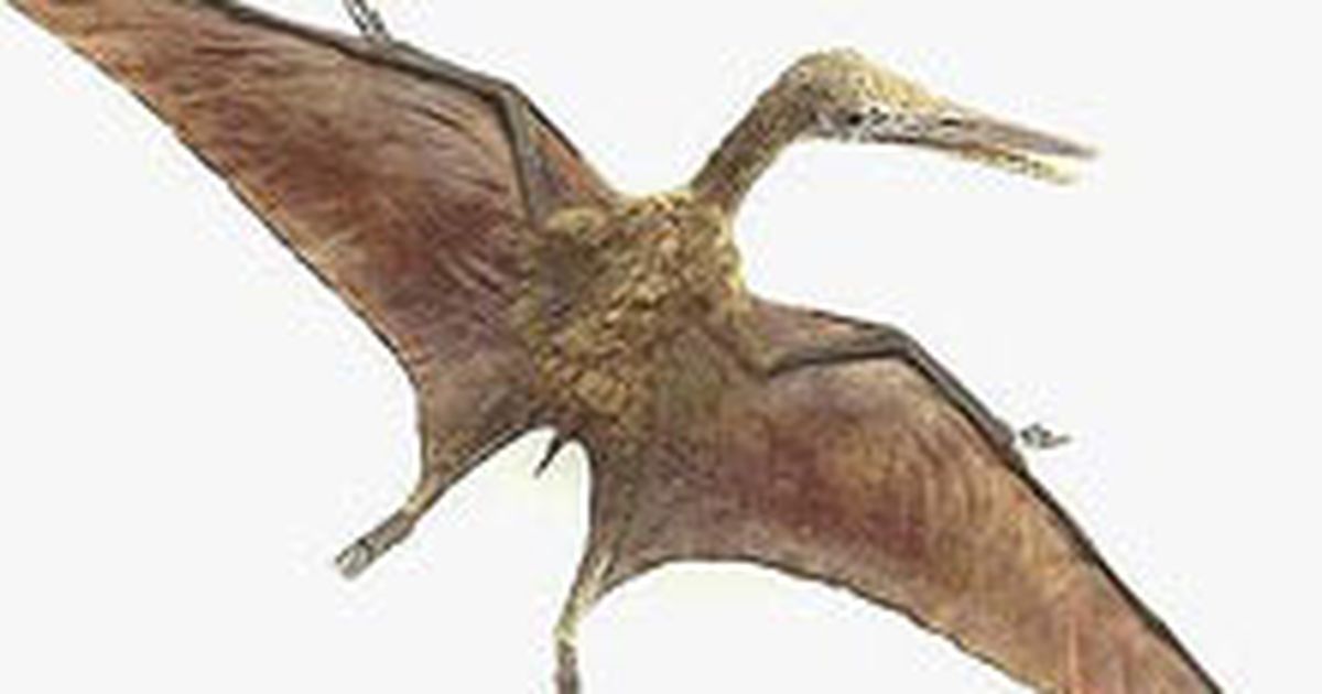 Pterodactyl Porno