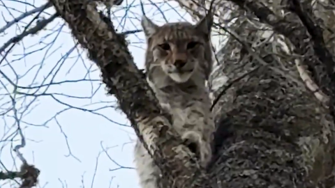 ВИДЕО ⟩ За человеком в лесу с дерева пристально наблюдала рысь