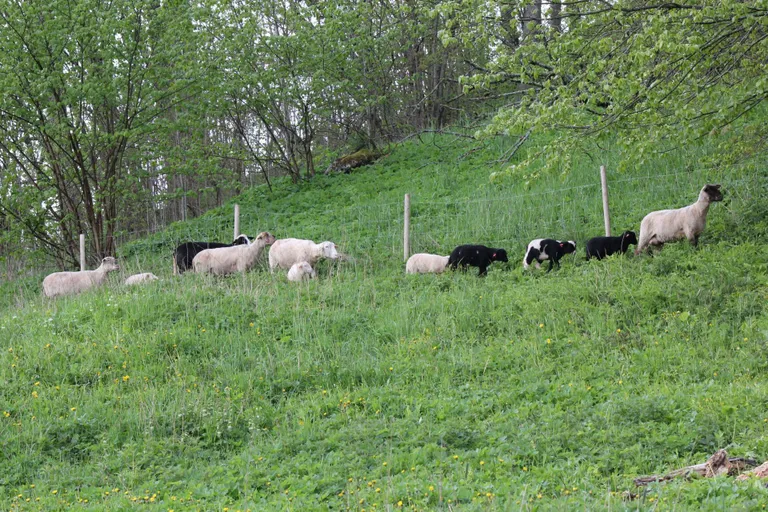 Vljandi järve äärest avaneb teistmoodi vaade orduossi varemetele alt üles, sest seal nosib 15 segaverelist musta-valgekirju lammast juba neljandat aastat mäenõlvu, et neid korras hoida.