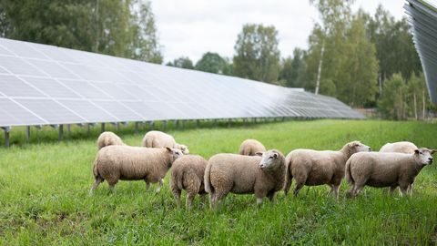 Päikeseparkides niidavad suvel muru lambad