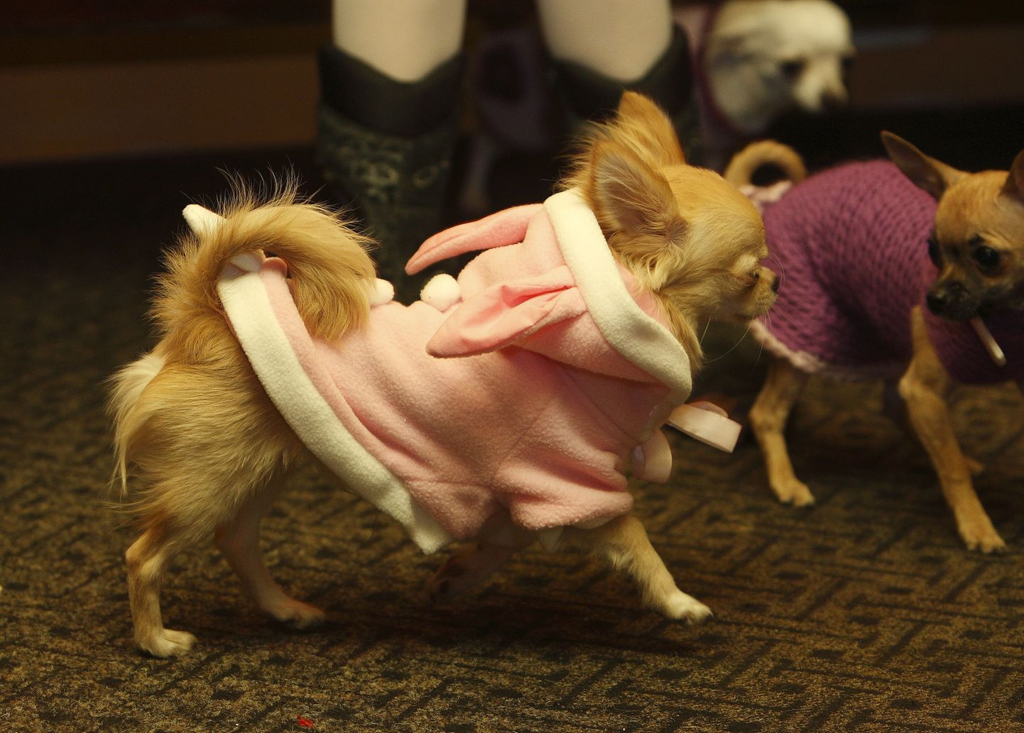 Chihuahuad vajavad Eesti kliimas sooje riideid.