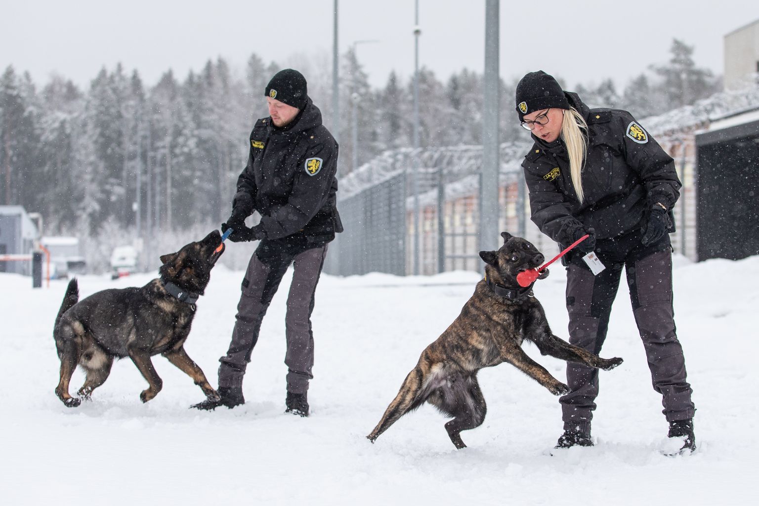 Mäng on ühtlasi töö ja treening, mis hoiab vormis nii koerad Edu (vasakul) ja Alfa kui koerajuhid Riho Rannamäe ja Jaanika Piiri.