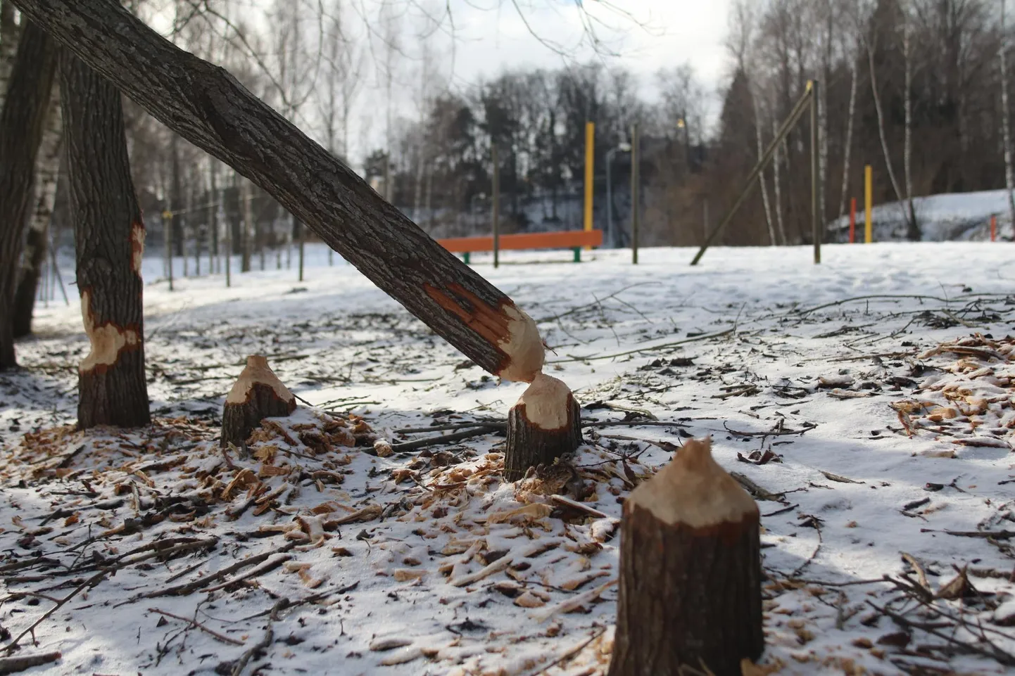 Koprad on Põlvas tegutsenud supelrannale õige lähedal. FOTO: Indrek Sarapuu