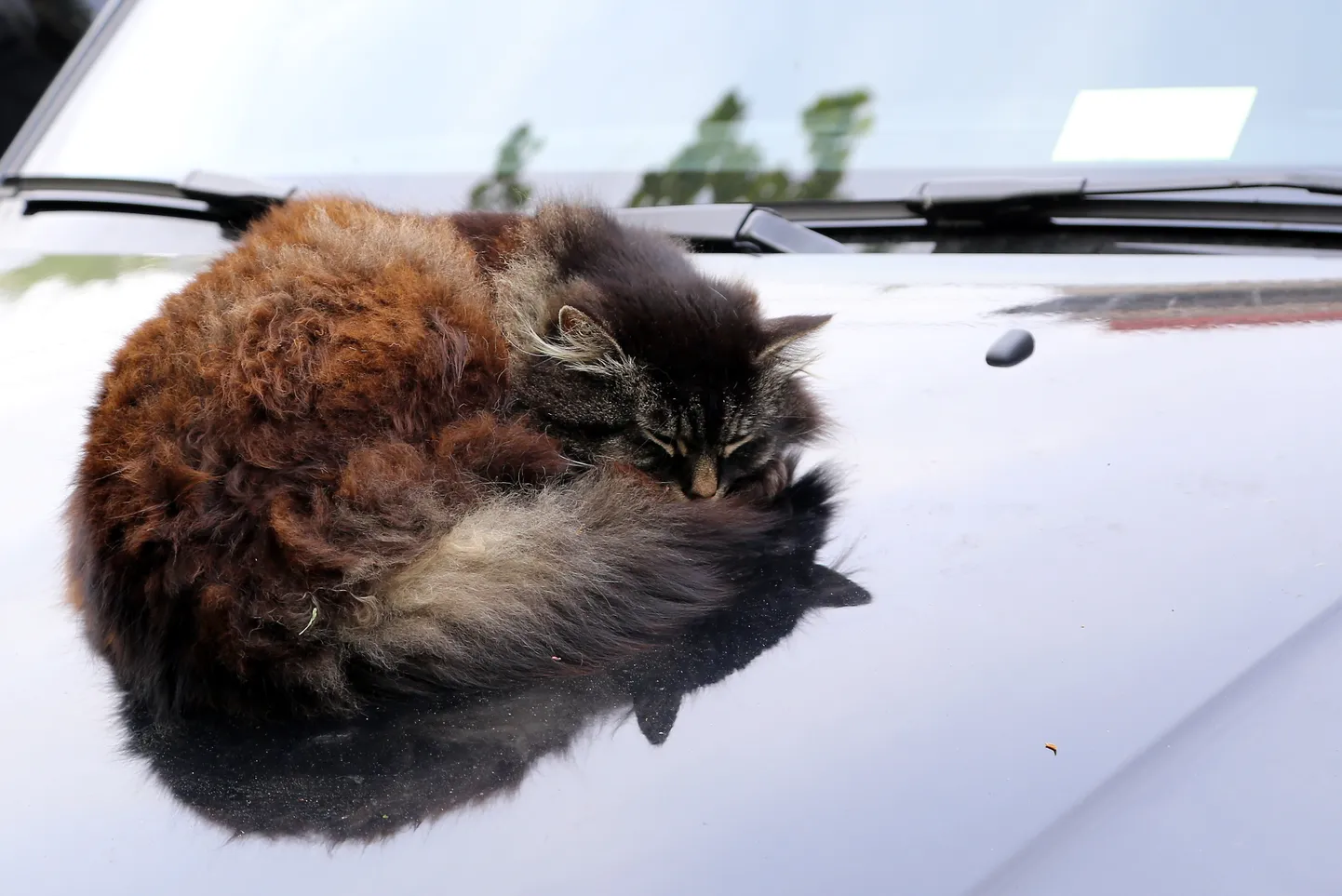Kaķis guļ uz automašīnas motora pārsega.