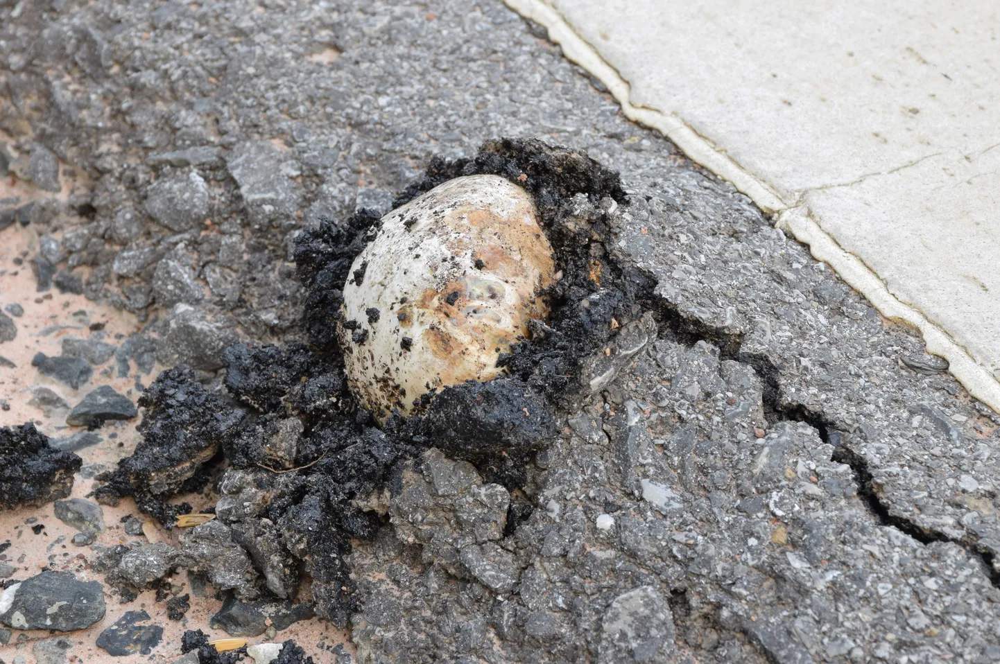 Linnašampinjonid võivad asfalti lõhkuda. Illustreeriv pilt.
