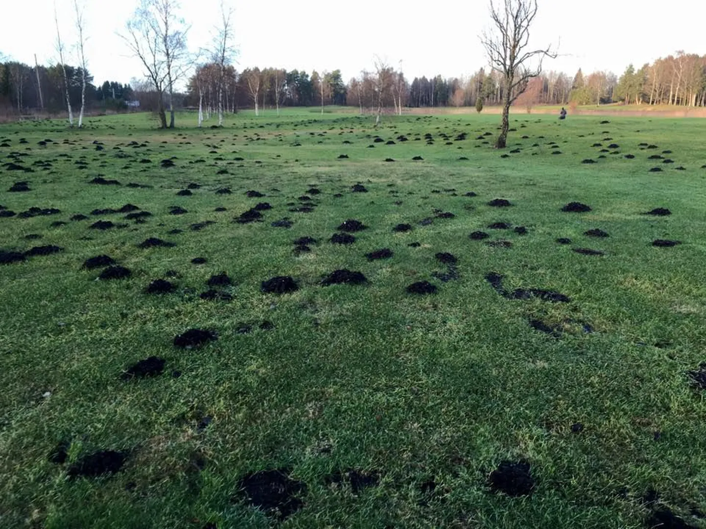 Niitvälja golfimuru, mille mutid on põhjalikult üles kergitanud