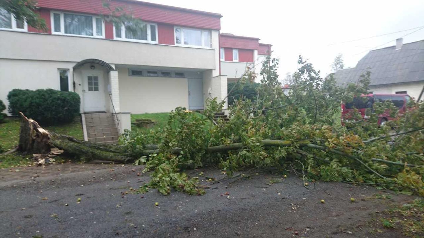 Murdunud puu Pärnus Strandi hotelli lähedal Karjamaa tänaval.