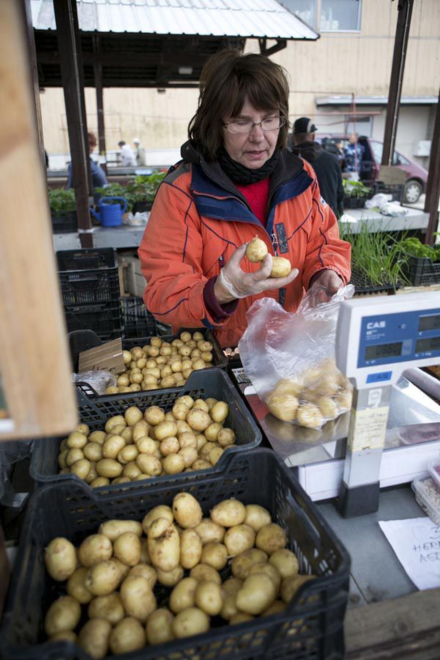 Eile keskpäeval müüs Viljandi turul Nõmme talu kartulit Priit Tõnissoni ämm Anu Keerov.