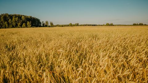 Rukkist saab palju: leivaviljast kuni umbrohutõrjeni