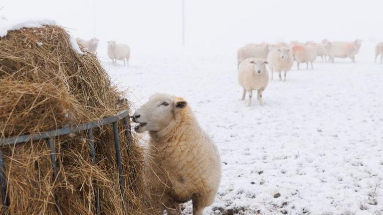 Овцы среди снега