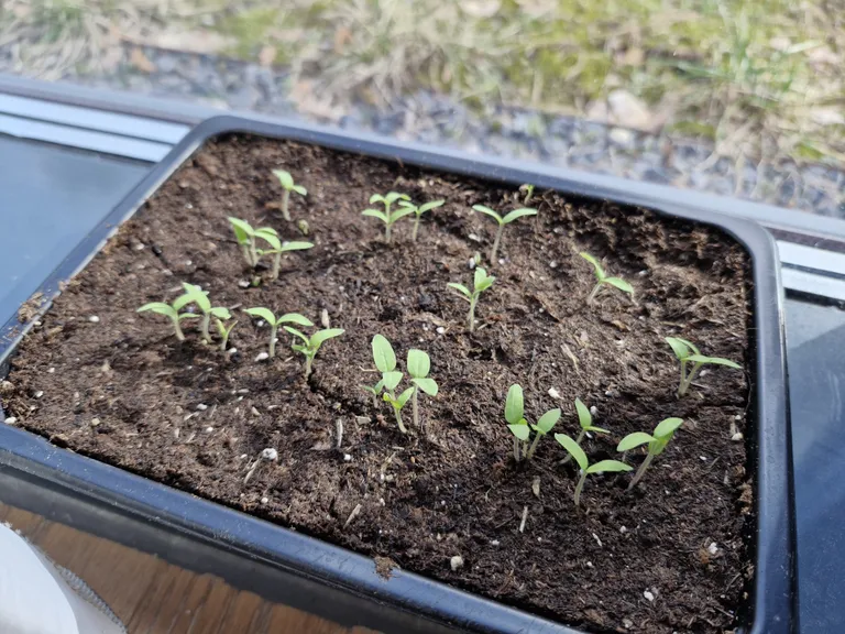 Tomatitaimed