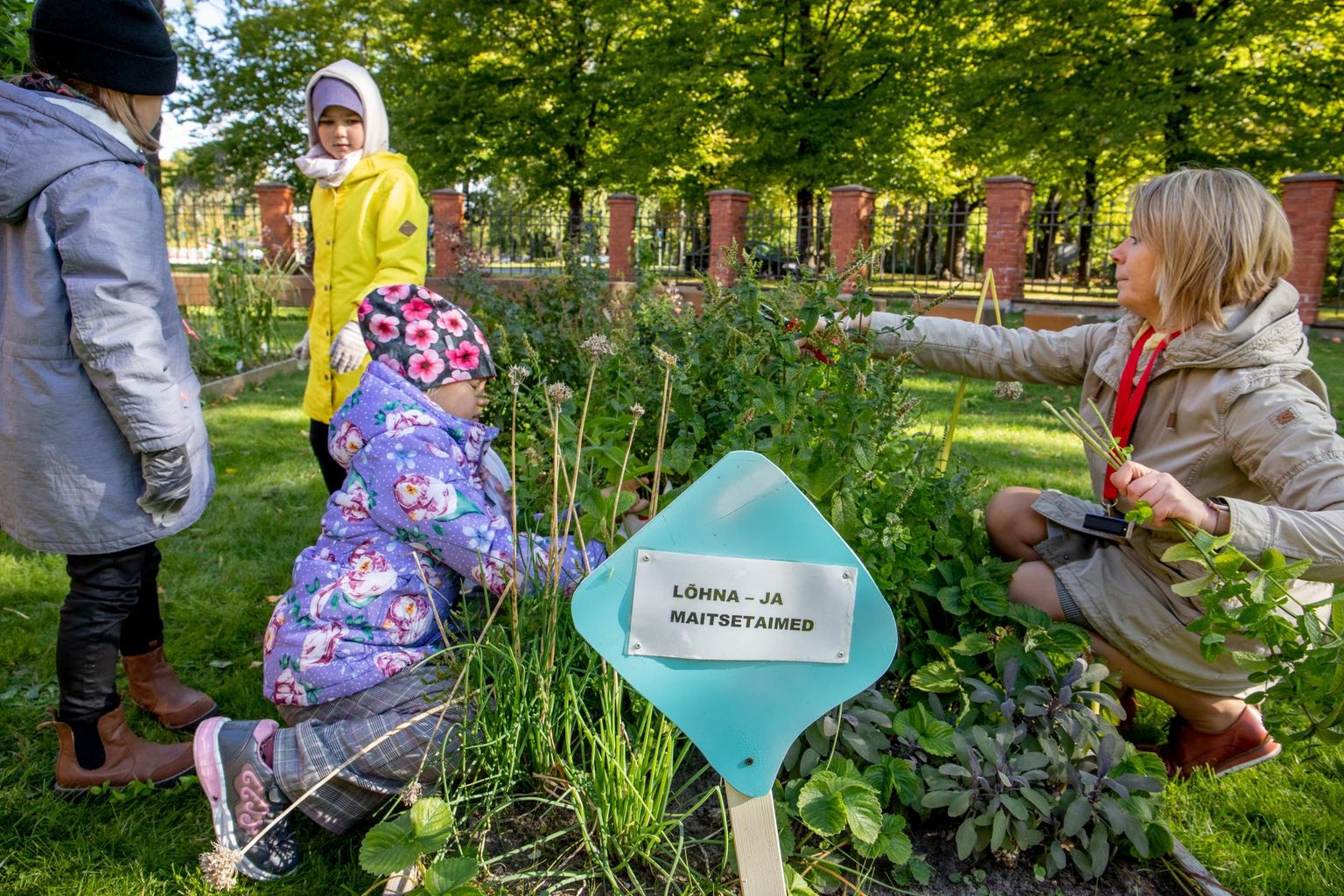 Saak, mille Pärnu Kuninga tänava põhikooli 1.s klassi lapsed meelte aiast korjasid, viidi lähedal asuvasse Kesklinna lasteaeda.