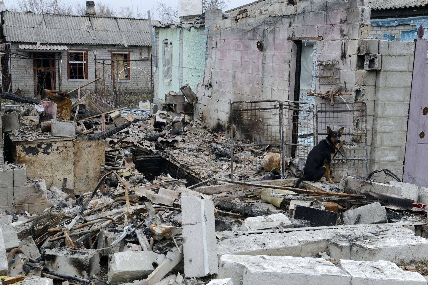 Koer istub oma peremehe hävinud eramu juures Donetskis.