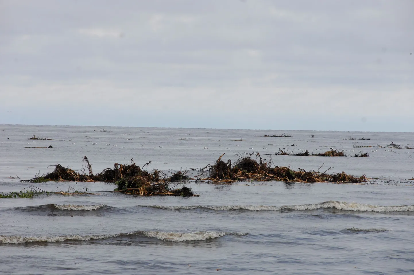 Остатки плавучего острова в воде около пляжа в Нарва-Йыэсуу.