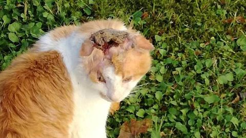 Видео: в Вырумаа нашли кошку с жуткой раной на голове