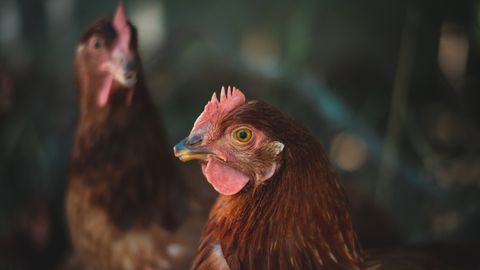 Loe, mis annab tunnistust, et lihaks tapetud kana on elanud oma väljaheidete sees
