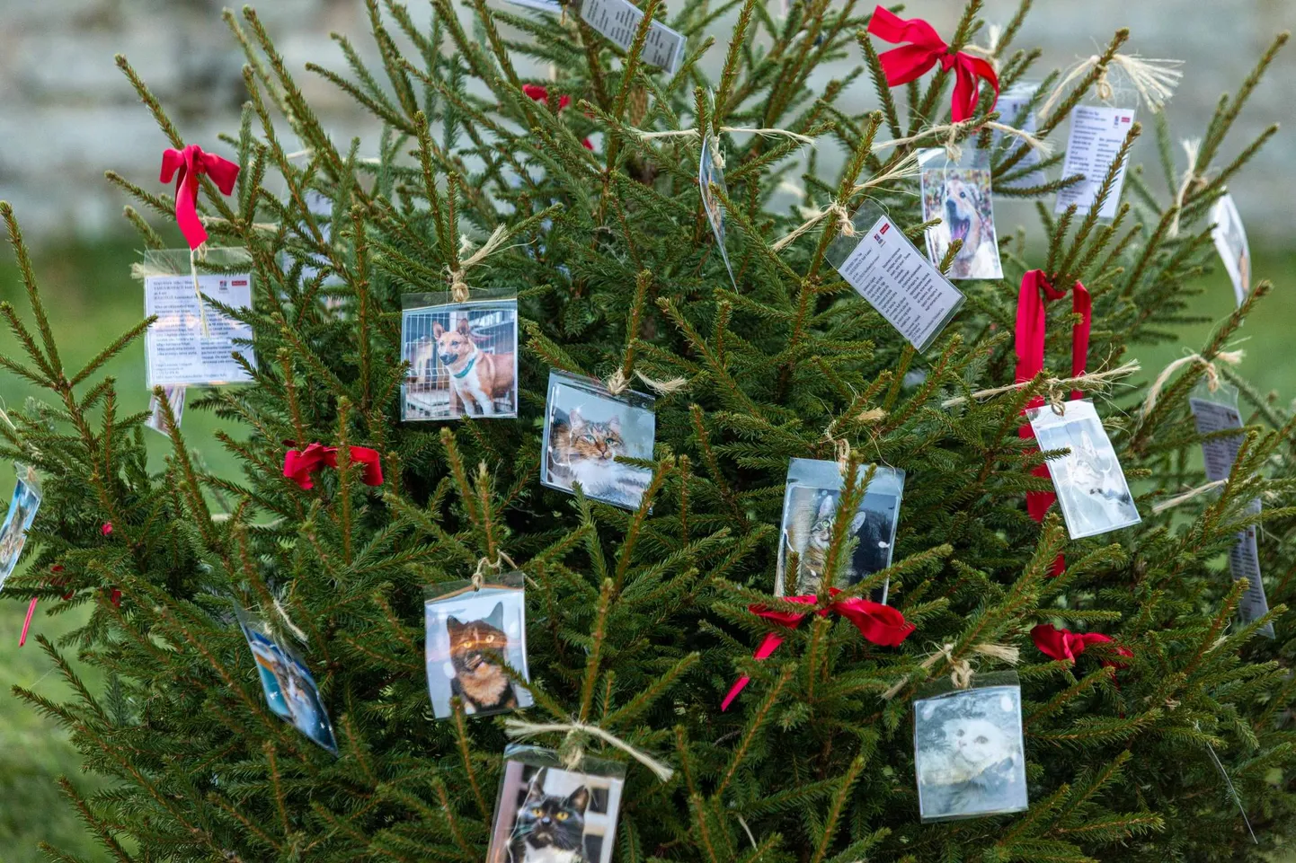 Valga loomade varjupaiga jõulupuu on sellelgi aastal kultuurikeskuse juures.