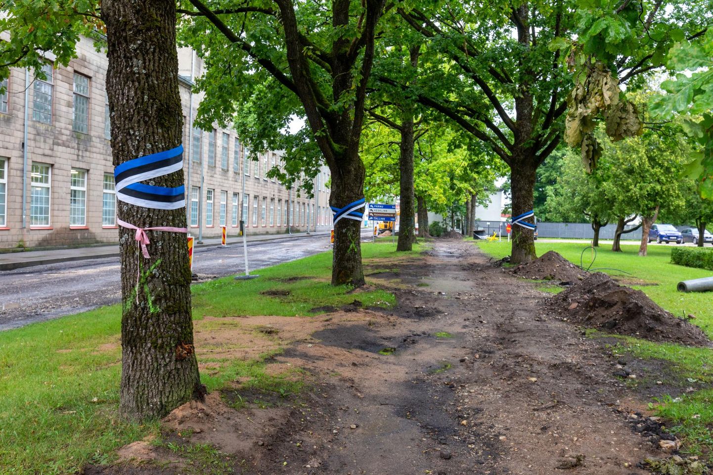 Uue tänava puude saatus on siiani lahtine.