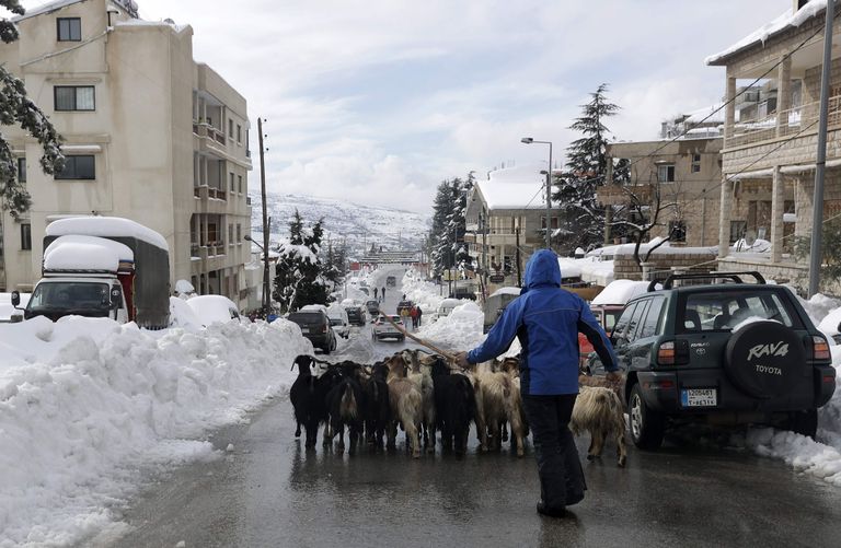 Kitsekarjus ajamas kitsi Liibanonis Bcharre'is, kus sadas lumi maha