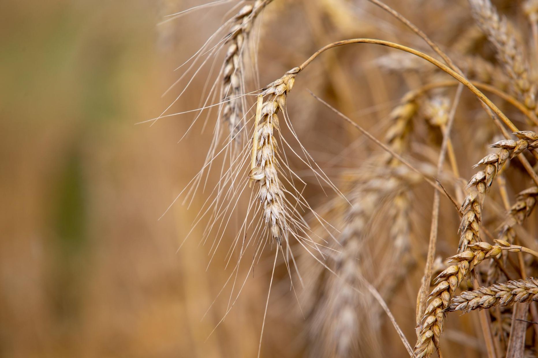 Озимая пшеница. Фото иллюстративное.