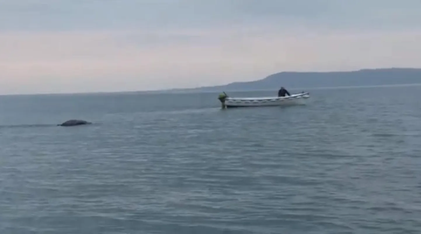 Iirimaal on oma «Loch Nessi koletis»?