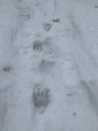 Mäger on ärganud.