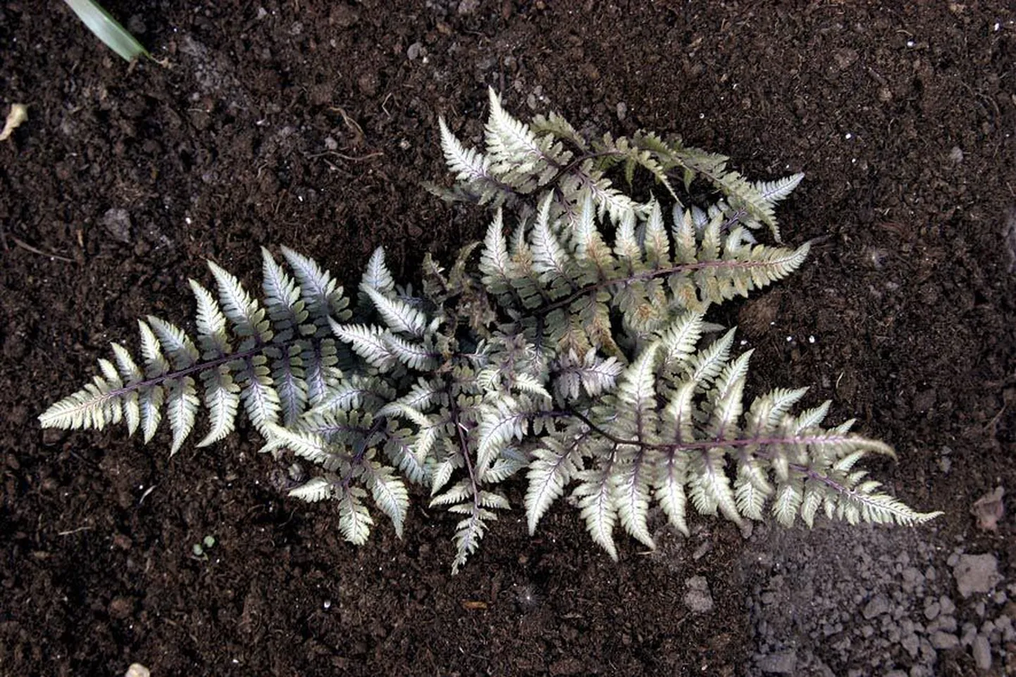 Sõnajalaliiikide ja -sortide lehe kuju ja värvus varieeruvad suurel määral. Nipponi naistesõnajala (Athyrium niponicum) kahelisulgjad liitlehed on punaka ja hõbehalli mustriga.