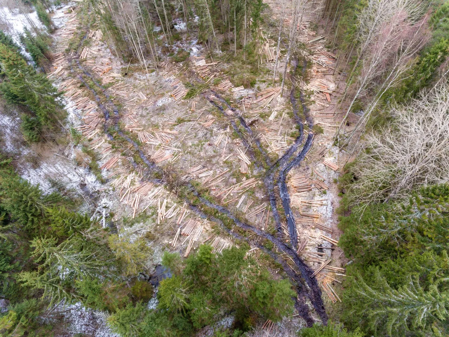 Mets rahaks, ja kähku! Selline pilt avaneb Eesti laantes kahetsusväärselt sageli. Valdur Mikita sõnul on meil rikkumata metsi alles kaks protsenti, rikkumata soid umbes viis protsenti.
