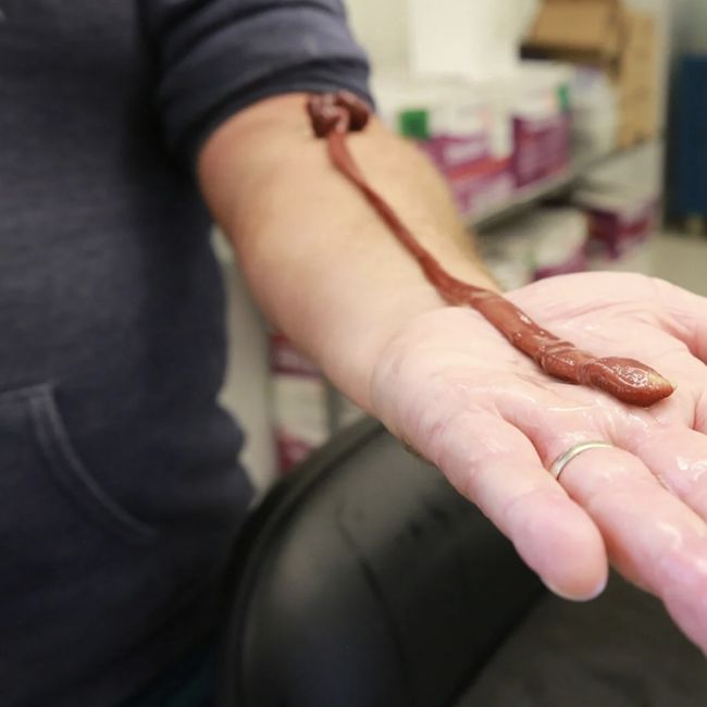 MIDA VÄRKI? ⟩ See parasiit on elanud juba terve igaviku ...