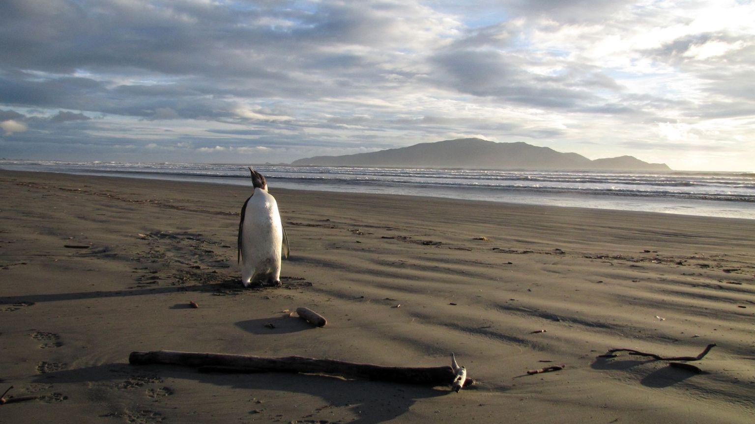 Uus-Meremaa Peka Peka rannal jalutav keiserpingviin.