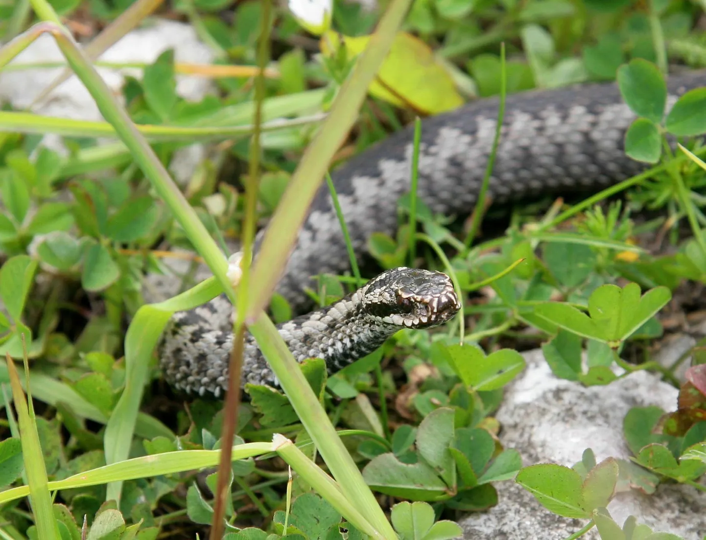 Emane rästik (Vipera berus) kaitseasendis. Foto on illustratiivne.
