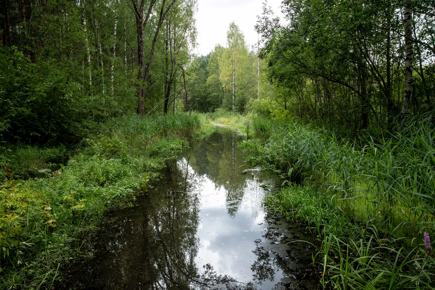 Mõned reisijad ei taha suveniiripoode ja ööklubisid. Nende hinge kosutaks näiteks Männiku raba Tallinna külje all.