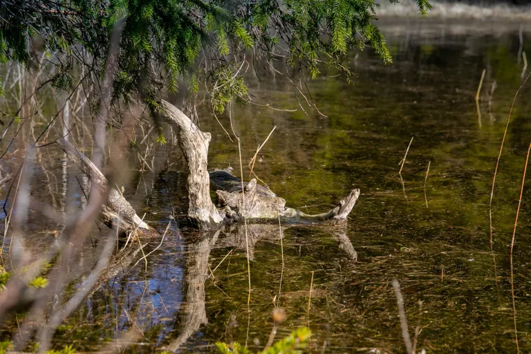 Piisupi järv keeb ja kihiseb elust.
