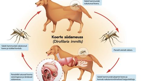 Teadusuuring: Eestis levib koerte südameusstõve põhjustav parasiit