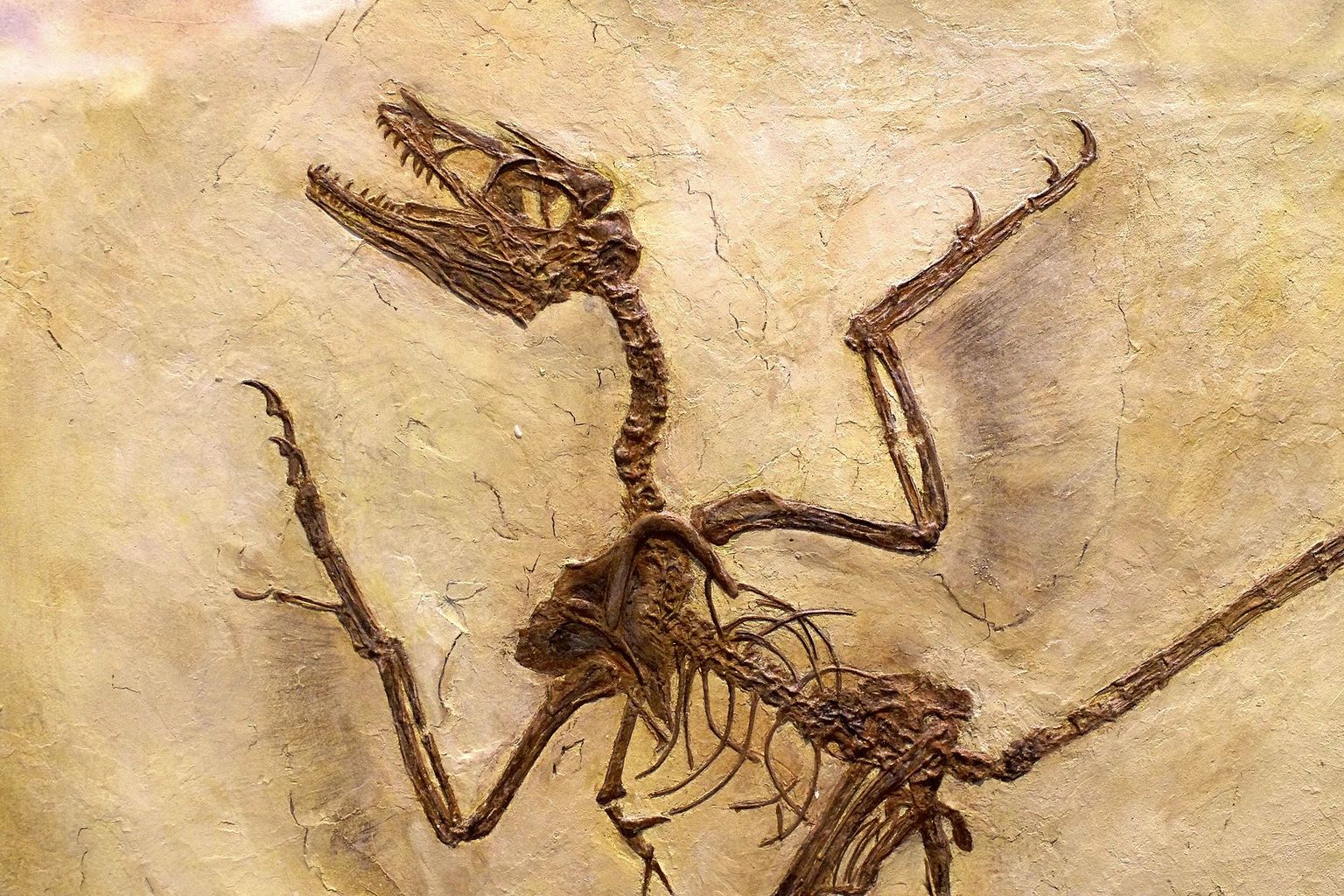 Mikroraptori kivistis