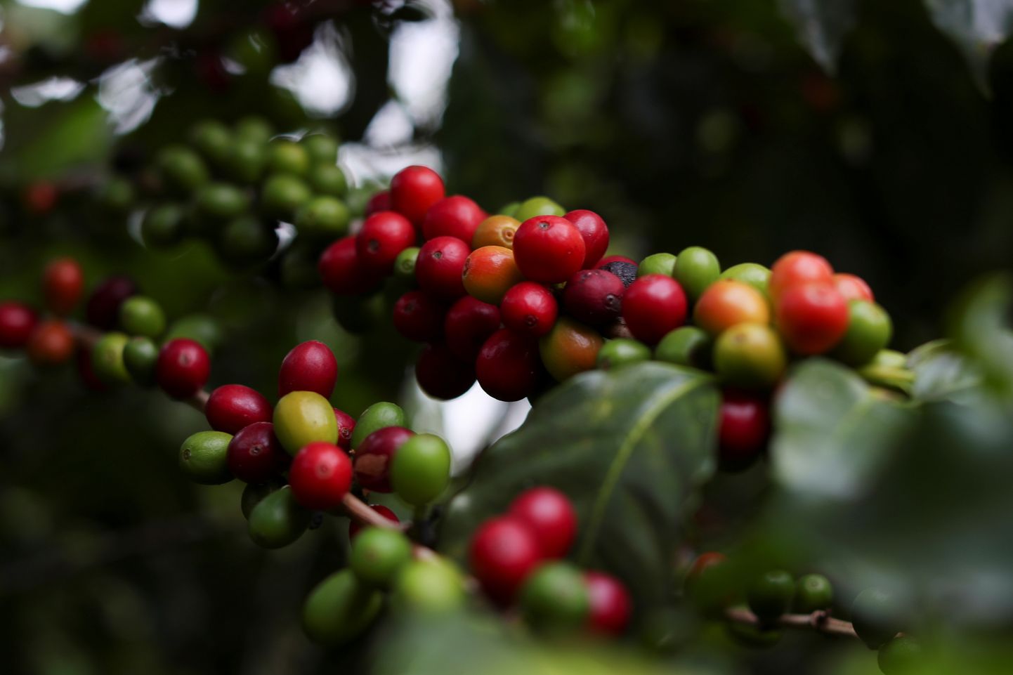 Brasiilia külm võib tappa noori kohvipuid ning kahjustada saaki aastateks.