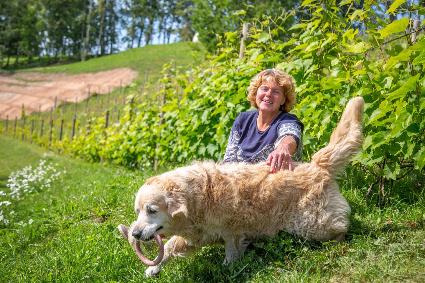 Keset viinamarjaistandust jalga puhkavad perenaine Janika Ilves ja Muri on suured sõbrad. Murimäe veinikelder sai alguse ja nime just koerast, mistõttu on tal majapidamises tähtis roll kanda.