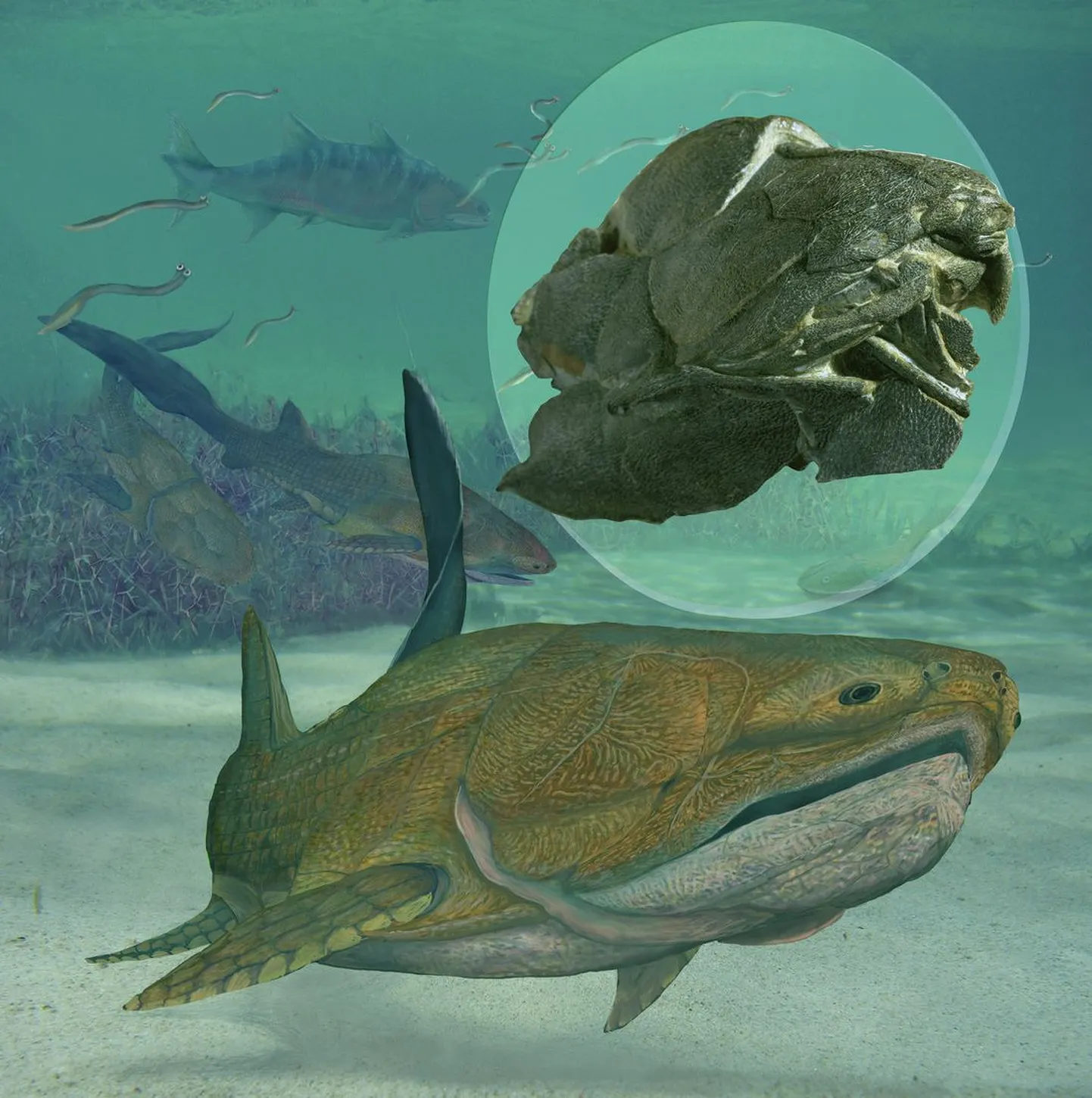 Entelognathus primordialis