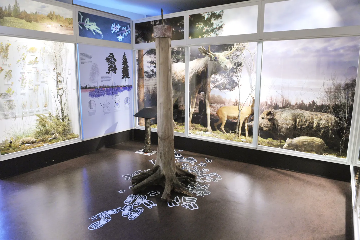 Loodusmuuseum