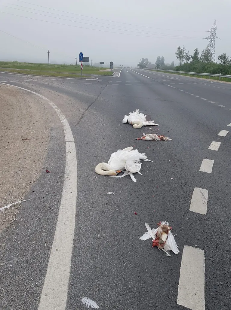Raksta foto