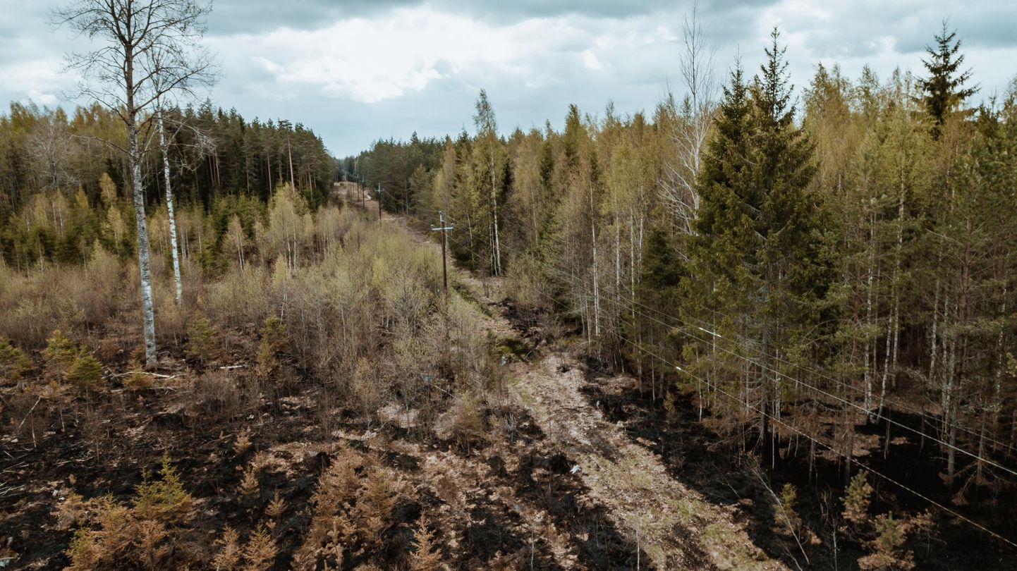 Niisuguseid paljalt tuule käes loperdavaid elektritraate leidub riigis veel omajagu. Pilt on tehtud Oissaare külas, kus aprilli lõpus hävis metsatulekahjus 30 hektarit metsa. 