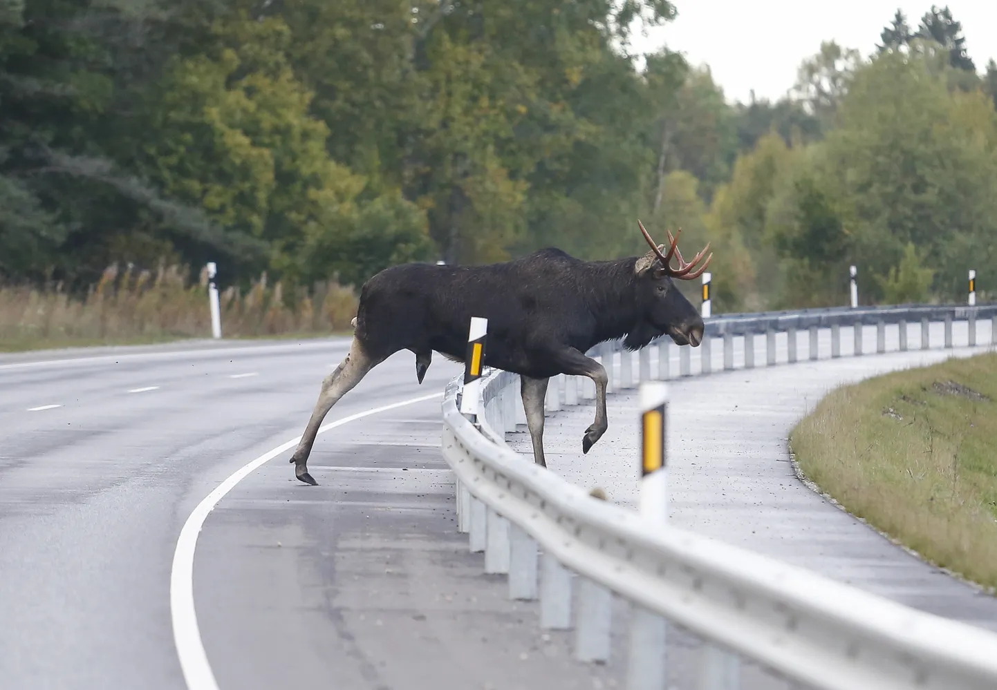 Põder teel.
