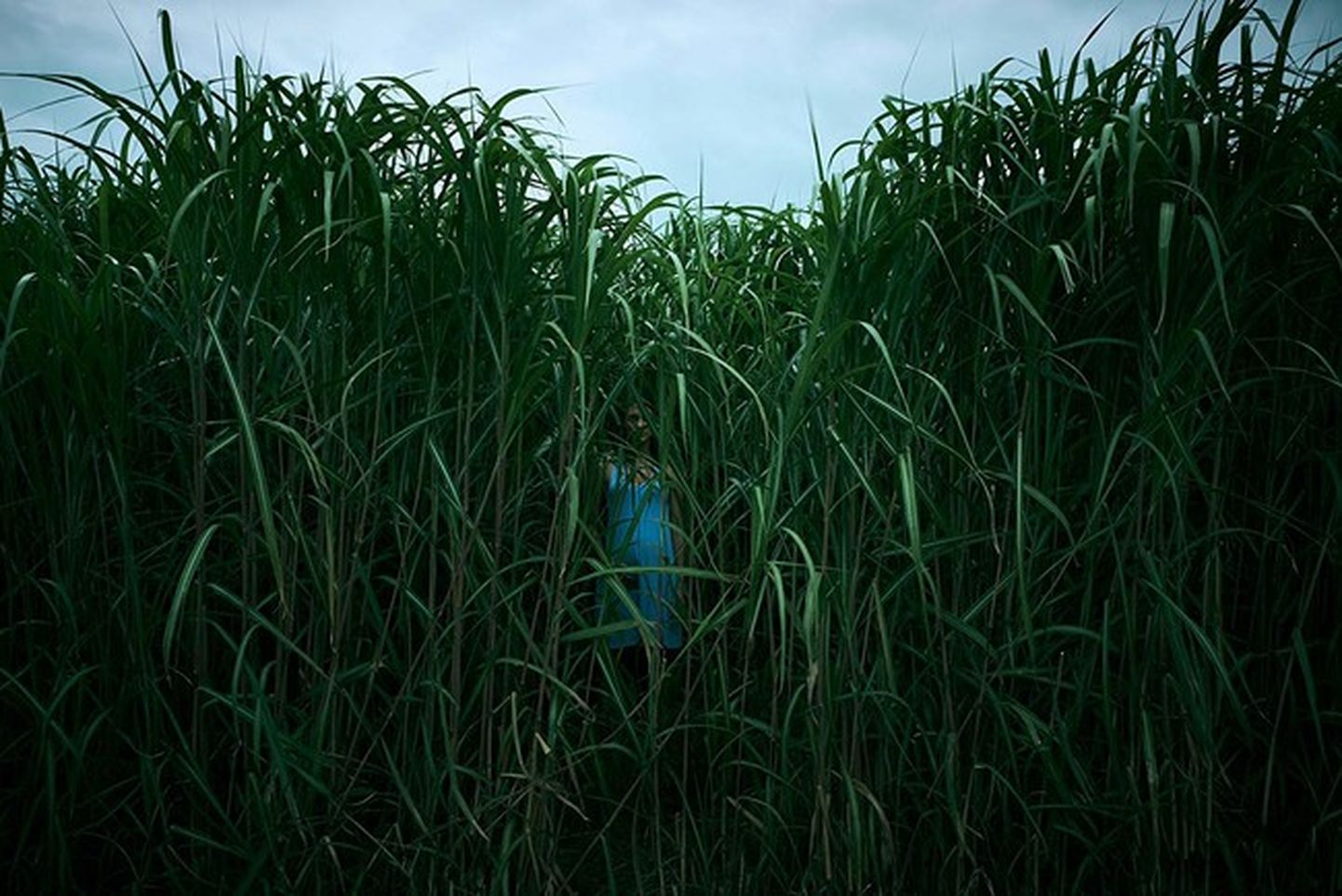 Кадр из фильма "В высокой траве"